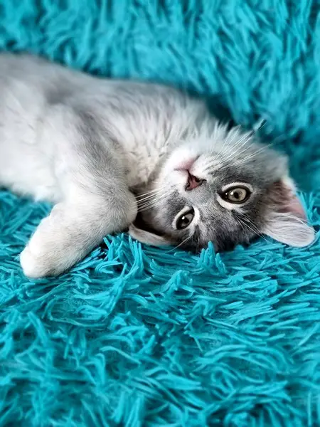 Cute Cat Wakes Sweet Dreams — Stock Photo, Image