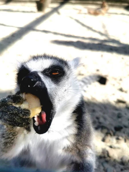 Šťastný Lemur Banán — Stock fotografie