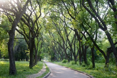 Parktaki yol