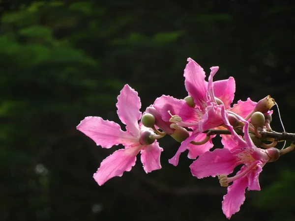 Ceiba speciosa růžové květy — Stock fotografie