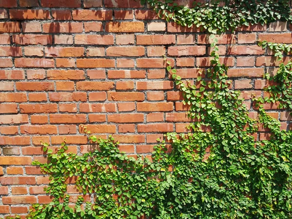 Gras op de muur — Stockfoto