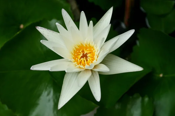 Colorful yellow water lily — Stock Photo, Image