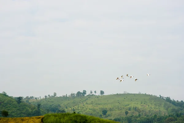 Ptáci létající oblohy v Khao Kho — Stock fotografie