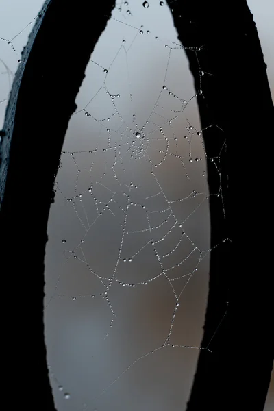 Wet spider web — Stock Photo, Image