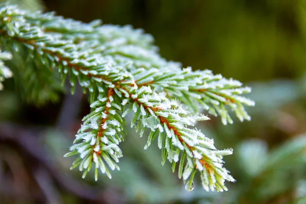 Snow-täckt fryst tall — Stockfoto