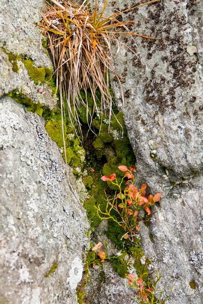Blueberrie's bush on the rock — Stock Photo, Image