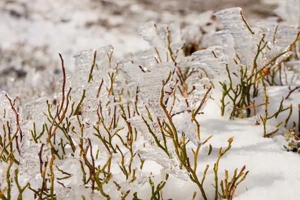 Fagyasztott Áfonya bokor a téli — Stock Fotó