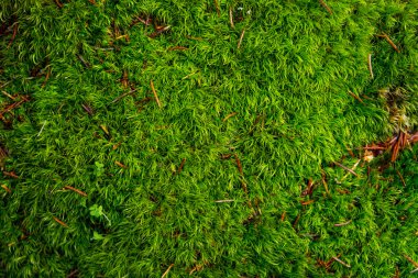 Ormanda yeşil yosun