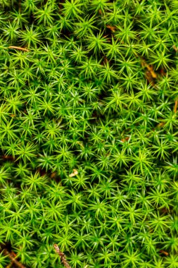 Ormanda yeşil yosun