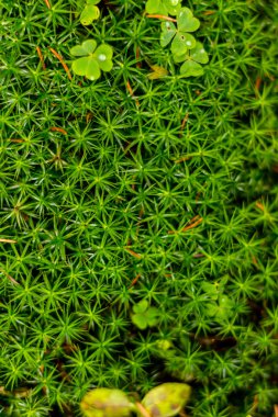 Ormanda yeşil yosun