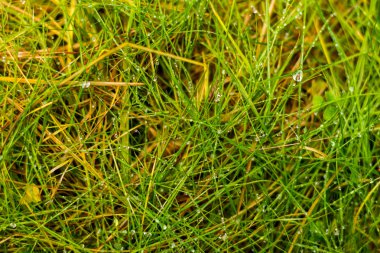 Yeşil Çimen Arkaplanı