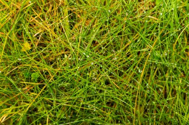 Yeşil Çimen Arkaplanı