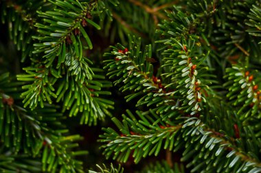 Yılbaşı çam dalları