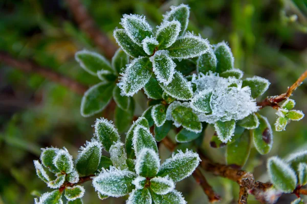 Icy leaves in the forest — Stock Photo, Image