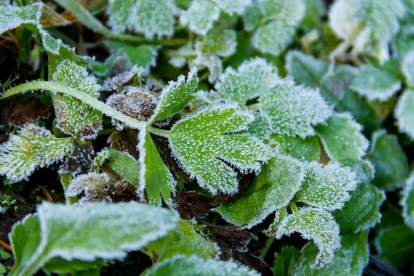 Isiga löv i skogen — Stockfoto