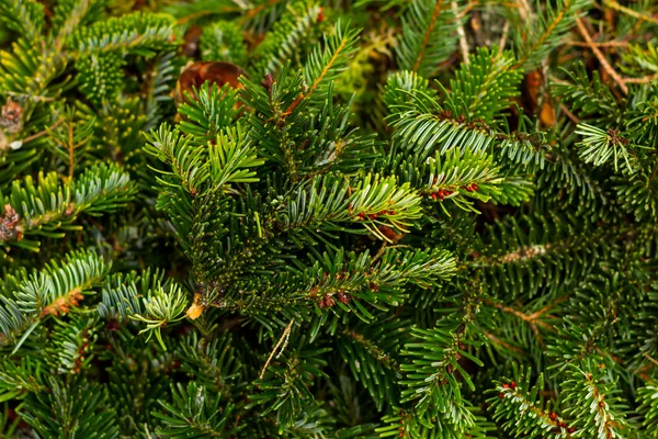 Jul pine grenar — Stockfoto