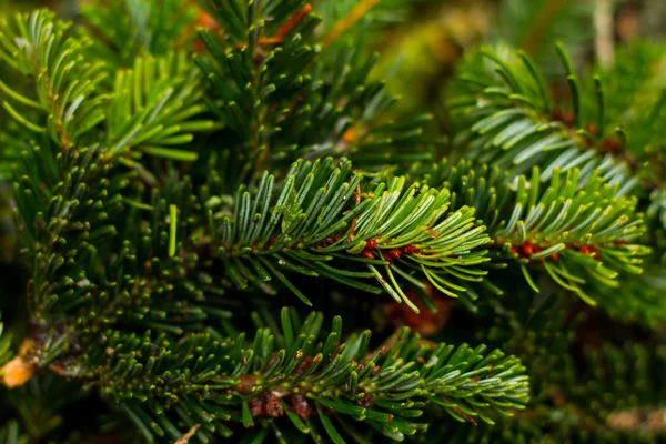 Kerstmis pine takken — Stockfoto