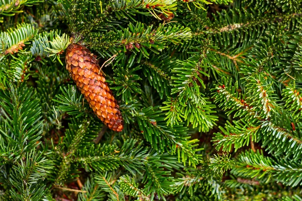 Ramas y conos de pino de Navidad — Foto de Stock