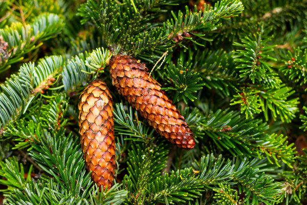 Christmas pine branches and cones