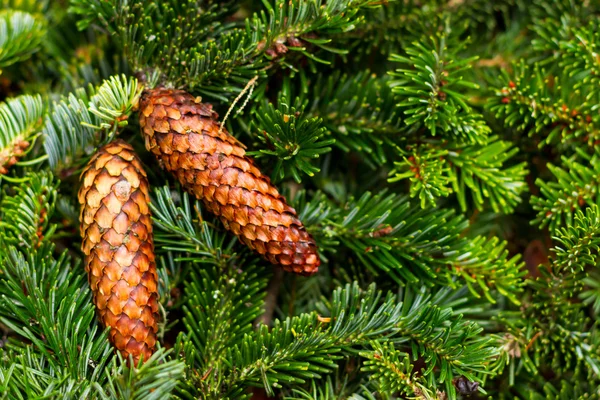 Ramas y conos de pino de Navidad — Foto de Stock