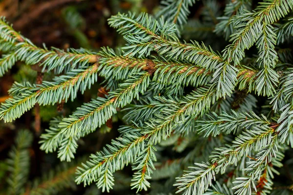 Jul pine grenar — Stockfoto