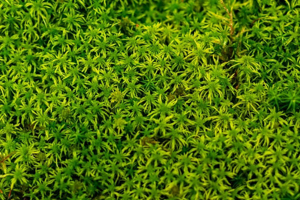 Green moss in the forest — Stock Photo, Image