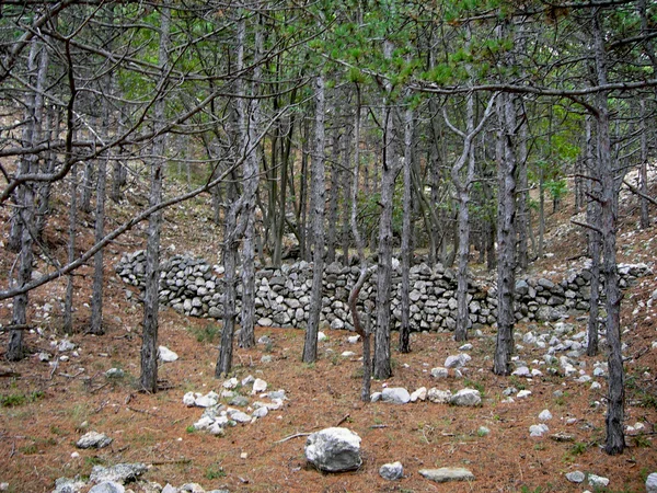 Bosque en Croacia — Foto de Stock