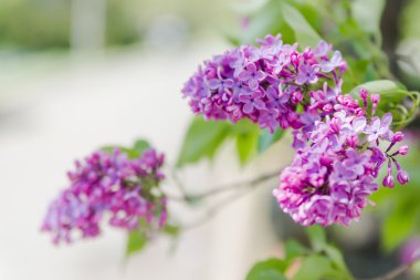 Büyükanne torunları Bahçe ile