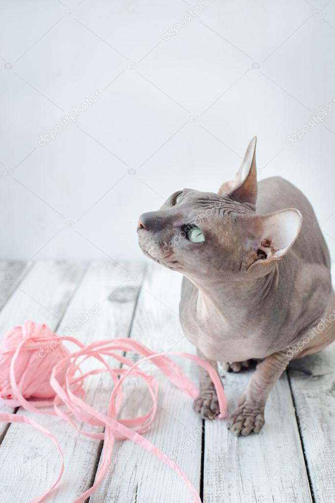 Süße Katze Sphinx Stockfoto Drakonyashka 120938458
