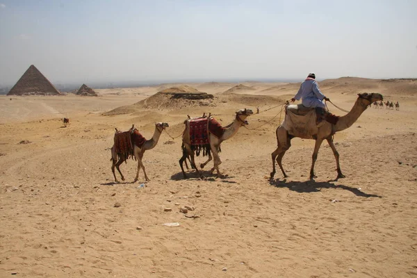 Meroe, Sudan - 18 Kasım 2017: Cameleer ve devesi piramitlerin önünde gün doğumunda. — Stok fotoğraf