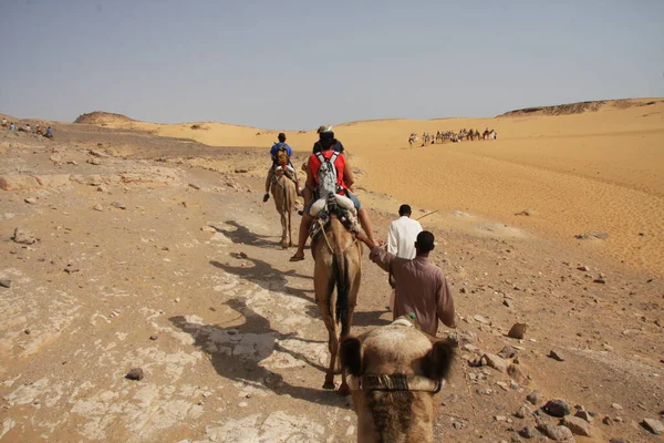 Camelos sentados no chão no deserto, prontos para viagens turísticas . — Fotografia de Stock
