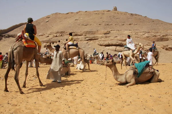 Alguns dromedários, também chamados de camelo árabe, no deserto do Egito — Fotografia de Stock