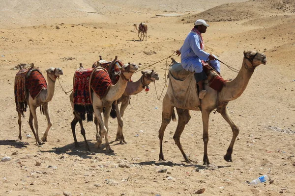 Giza.Cairo.Egypt - 02.22.2020. Grupa turystów jeżdżących na wielbłądach na pustyni niedaleko Piramidy w Egipcie — Zdjęcie stockowe