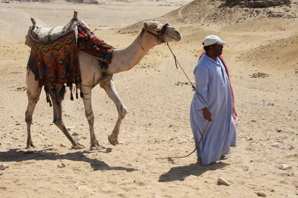 Afrikanische Beduine geht zu einem Paar liegender Kamele in der Wüste — Stockfoto