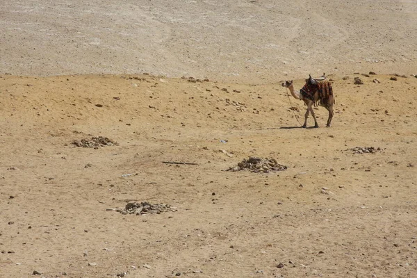 Верблюдів у пустелі — стокове фото
