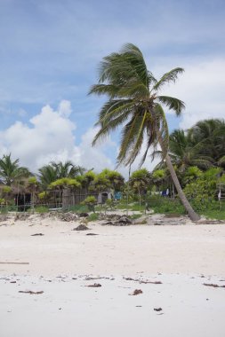Egzotik Meksika beyaz mercan ve kumsal manzarası