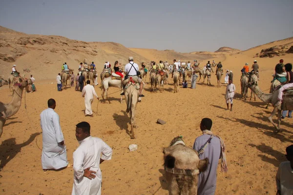 Kamelkarawanengruppe in Wüstensanddünen in Ägypten. Schöner Sonnenuntergang in Pastellfarben. Vielschichtiger Hintergrund. Traditioneller arabischer Transport. — Stockfoto