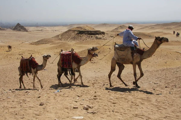 Giza.Cairo.Egito - 02.22.2020. Grupo de turistas montando camelos no deserto perto da pirâmide no Egito — Fotografia de Stock