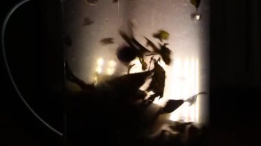 yeşil çay demlendi