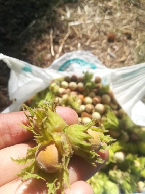 Sihirli ormandan güzel hediyeler 