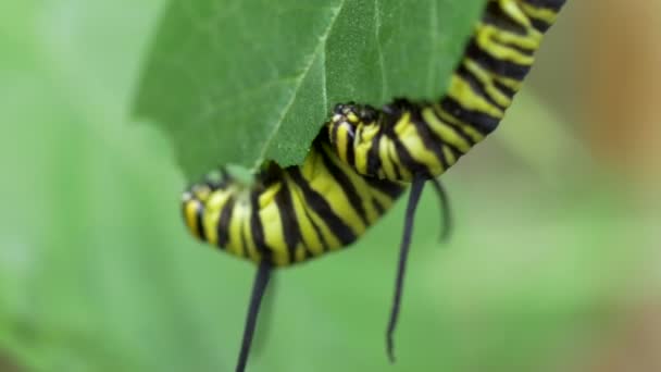 Macro of Caterpillar eating leaves — Stock Video
