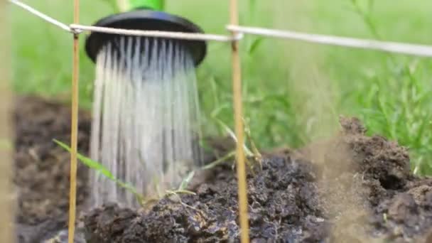 Vattning av mark och grödor av en fruktodling — Stockvideo