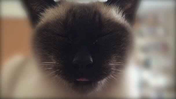 Primo piano del gatto siamese felice — Video Stock