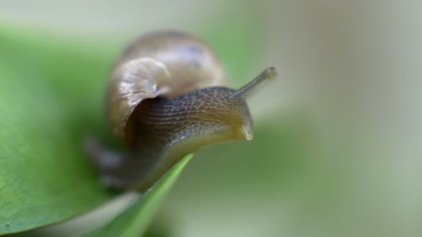 Σαλιγκάρι κοιτάζοντας προς τα κάτω σε ένα φύλλο — Αρχείο Βίντεο