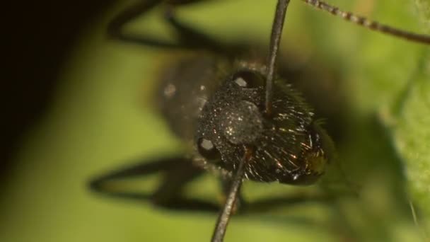 Une vue macro d'un visage de fourmis sur une feuille 
