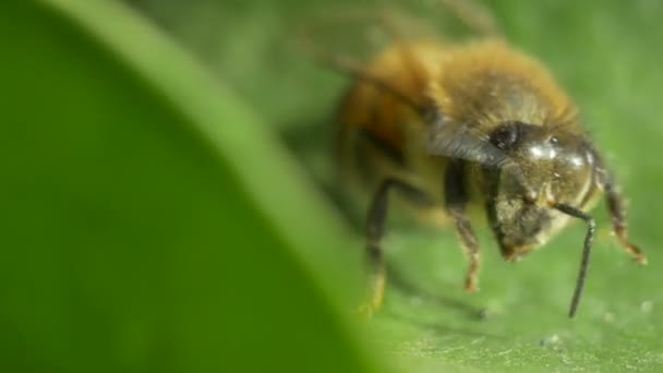 Macro de una abeja caminando sobre una hoja — Vídeo de stock