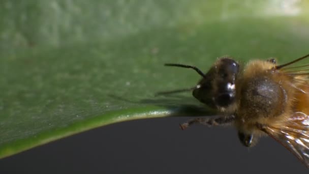 Biene auf einem Blatt. — Stockvideo