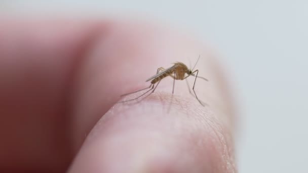 Mosquito caminando en la mano — Vídeo de stock