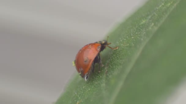 Coccinelle nettoie ses jambes sur une feuille — Video