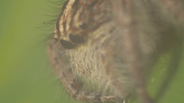 Cara de araña en una hoja — Vídeo de stock